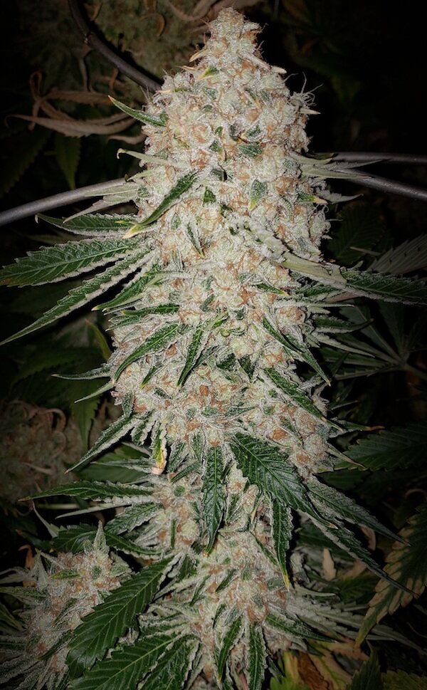 Pluto Cut RF3 Auto