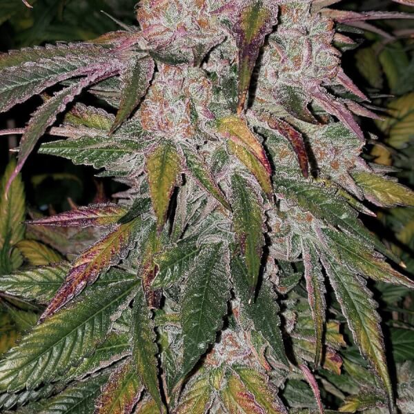 Purple Thai Autoflower R B1