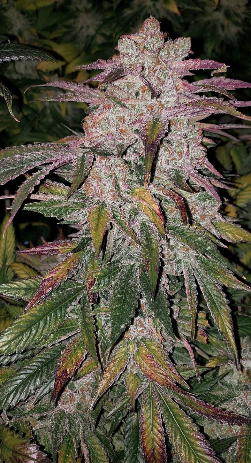 Purple Thai Autoflower R B1