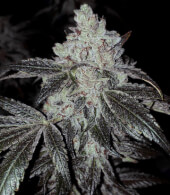 OG Kush Autoflower R5