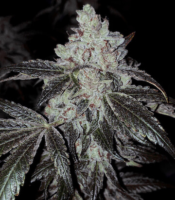 OG Kush Auto