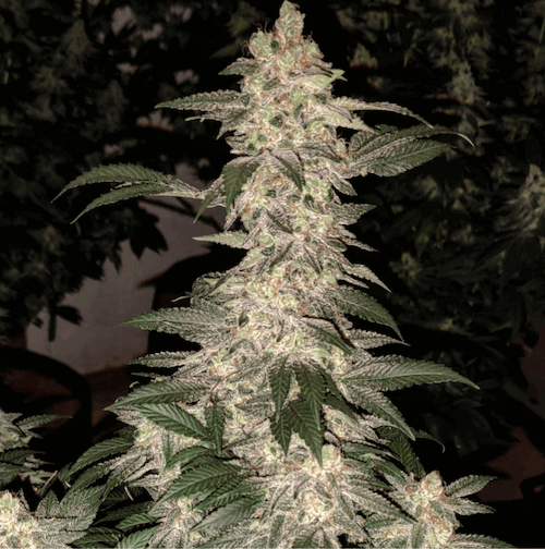 Grandpa's Cookies R1
