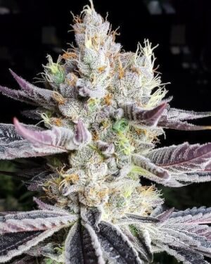 Booberry Cookies Rbx