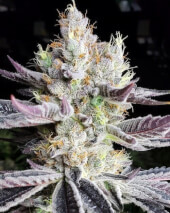 Booberry Cookies Rbx