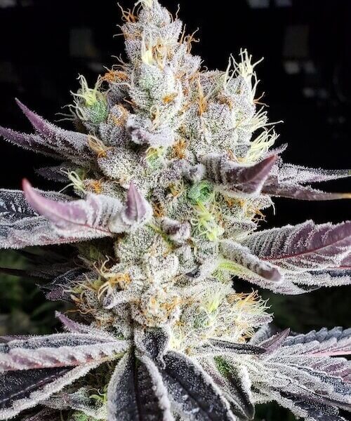 Booberry Cookies Rbx