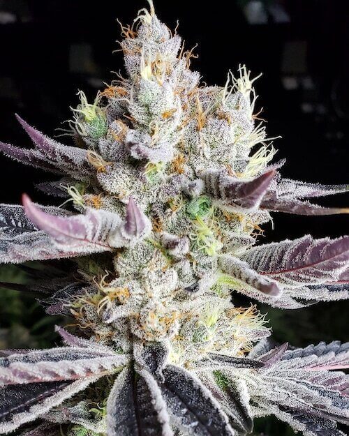 Booberry Cookies RBX