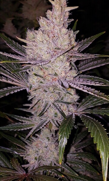 Orange Kush Cake R1