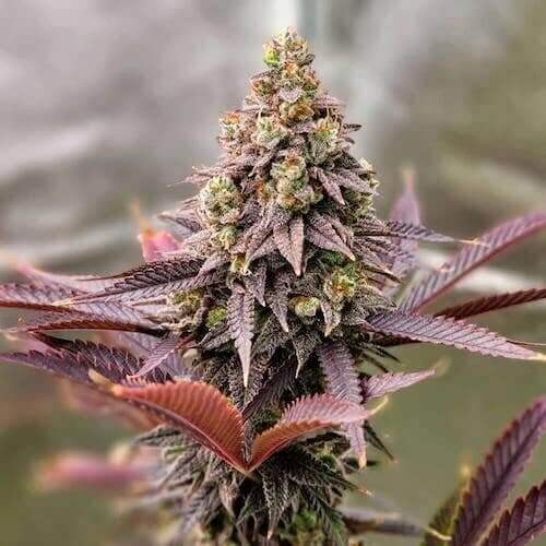 Punchberry Cookies RBX