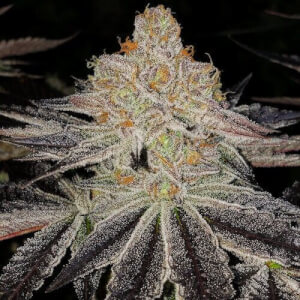 Purple Zkittlez Rbx