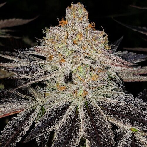 Purple Zkittlez RBX