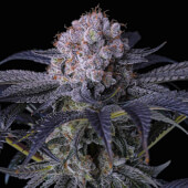 Grape Balls Of Fire RBX