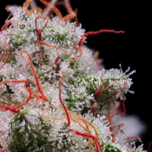 Peach Crescendo Auto RF3