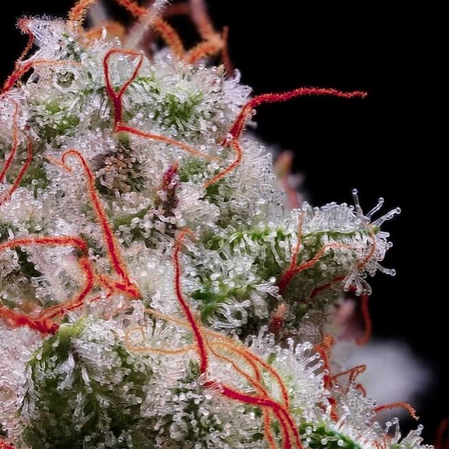 Peach Crescendo Auto RF3 Auto