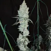 Lemon Cherry Pie R1