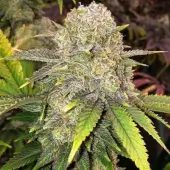 Master Kush RBX