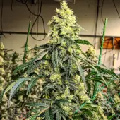 Sour G R1
