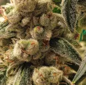 Pluto Cookies IBL Auto