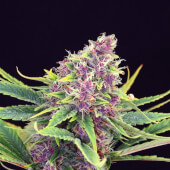 Purple Kush