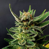 Gypsy Kush / Faraona
