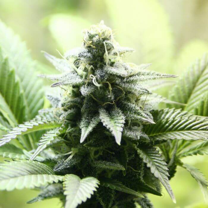 Indica Cream