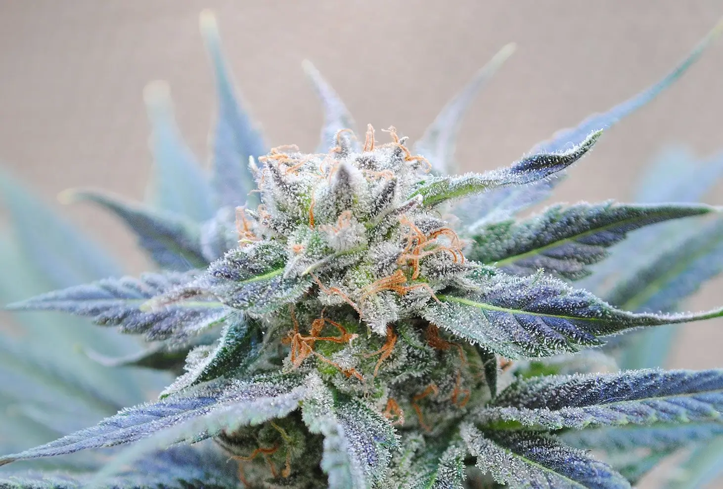Skunk Plus
