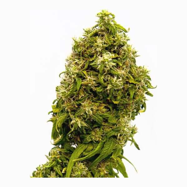 Swiss Dream CBD