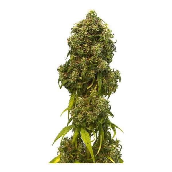 Swiss Dream Auto CBD