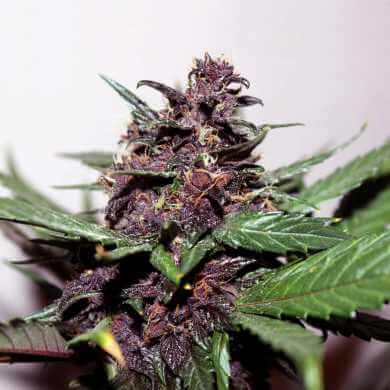 Swiss Dream Rose Auto CBD