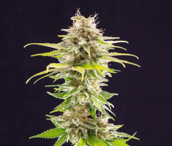 Super OG Kush