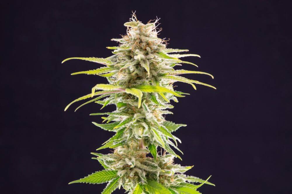 Super OG Kush
