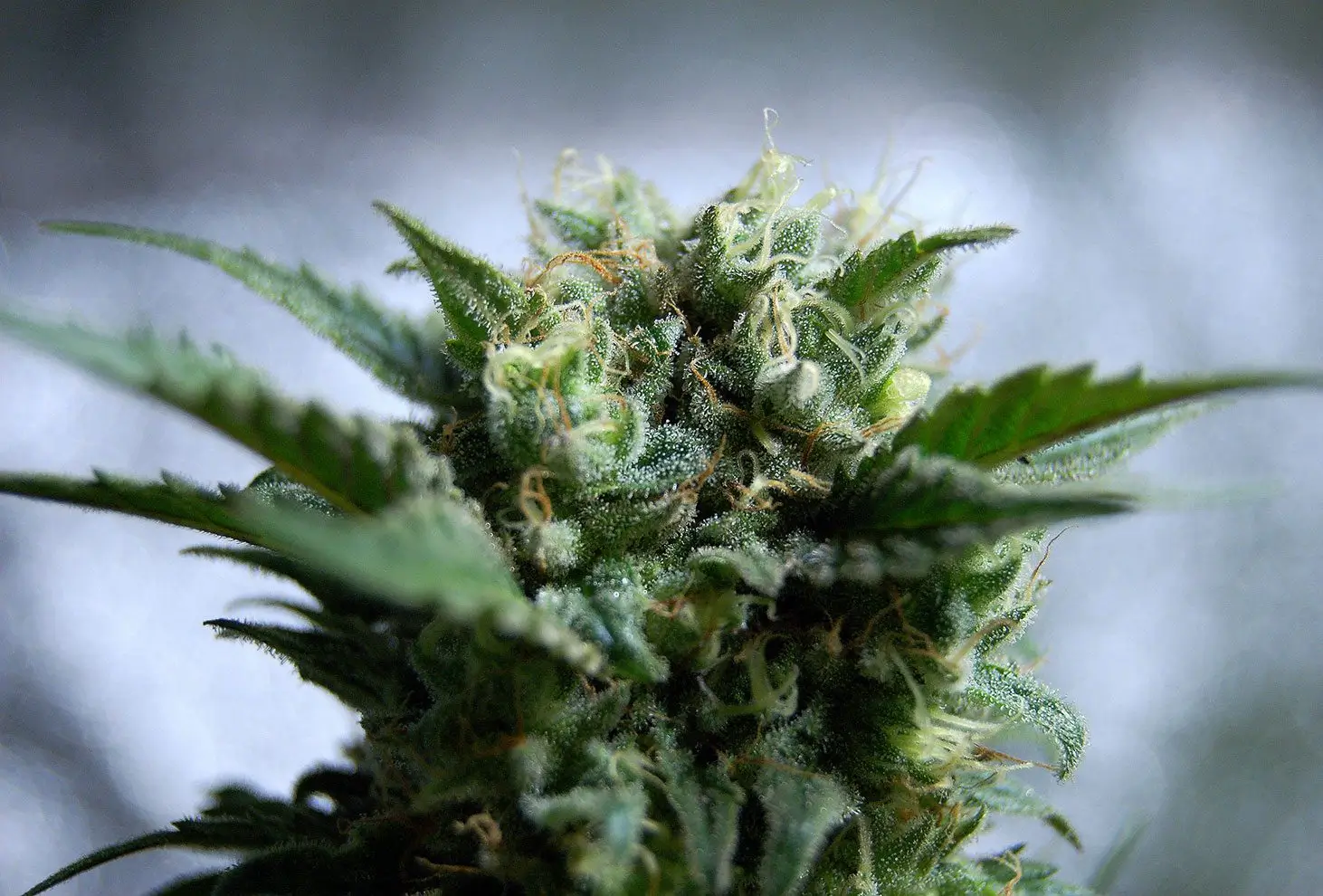 Gnomo Auto