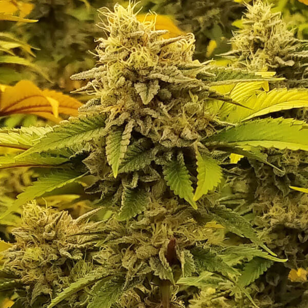 Monkey Grease