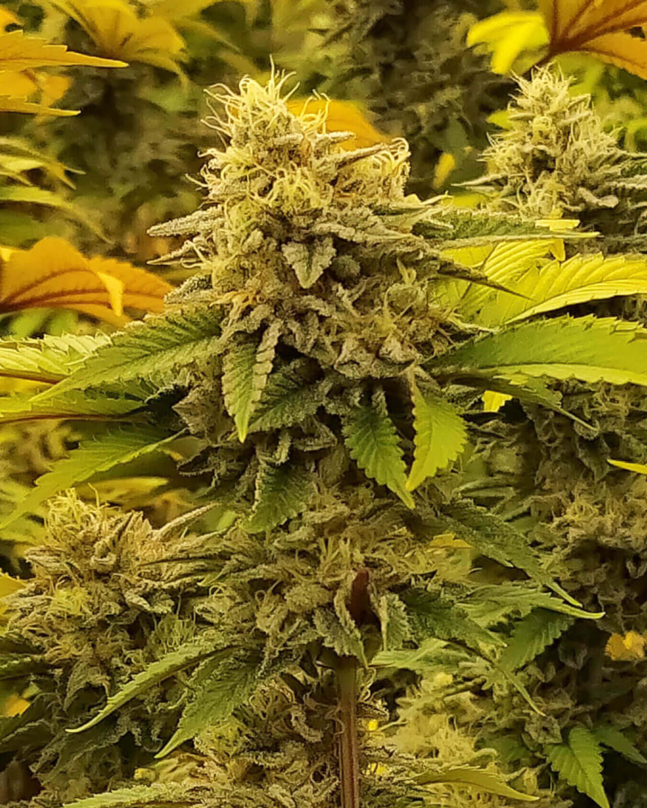 Monkey Grease