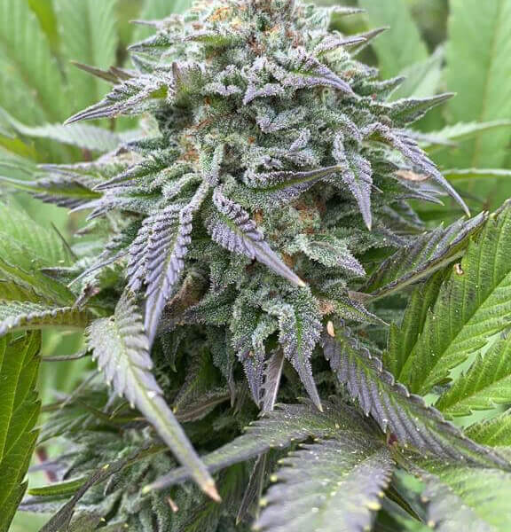 Gorilla King Auto
