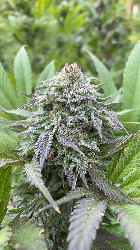 Gorilla King Auto