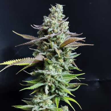 Hell Fire OG