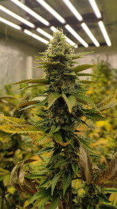Dream Sherbet