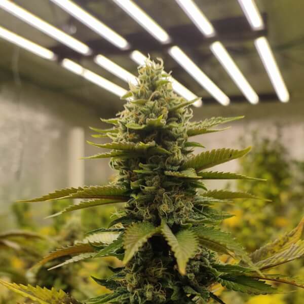 Dream Sherbet