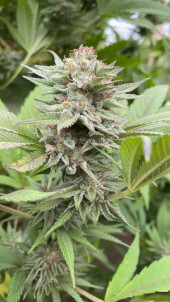 Strawberry Haze Auto