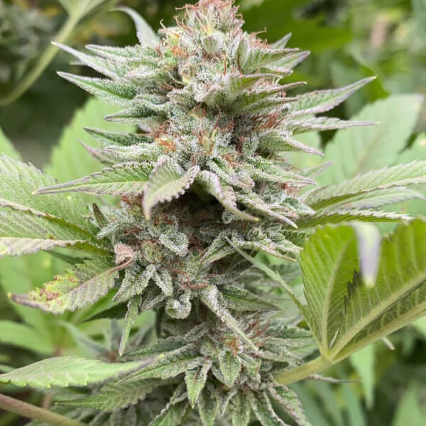 Strawberry Haze Auto