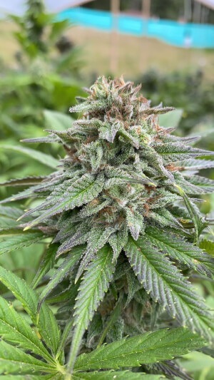 Dosidos Auto