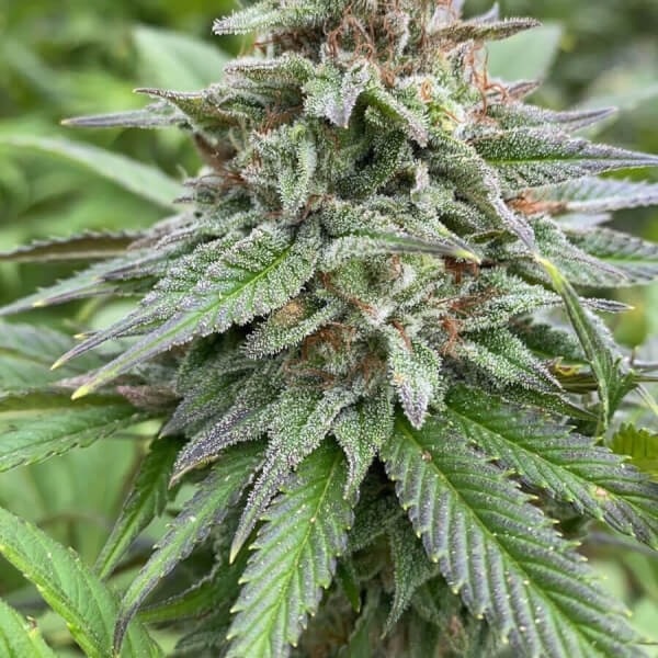 Dosidos Auto