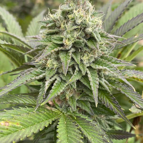 Dream Sherbet Auto