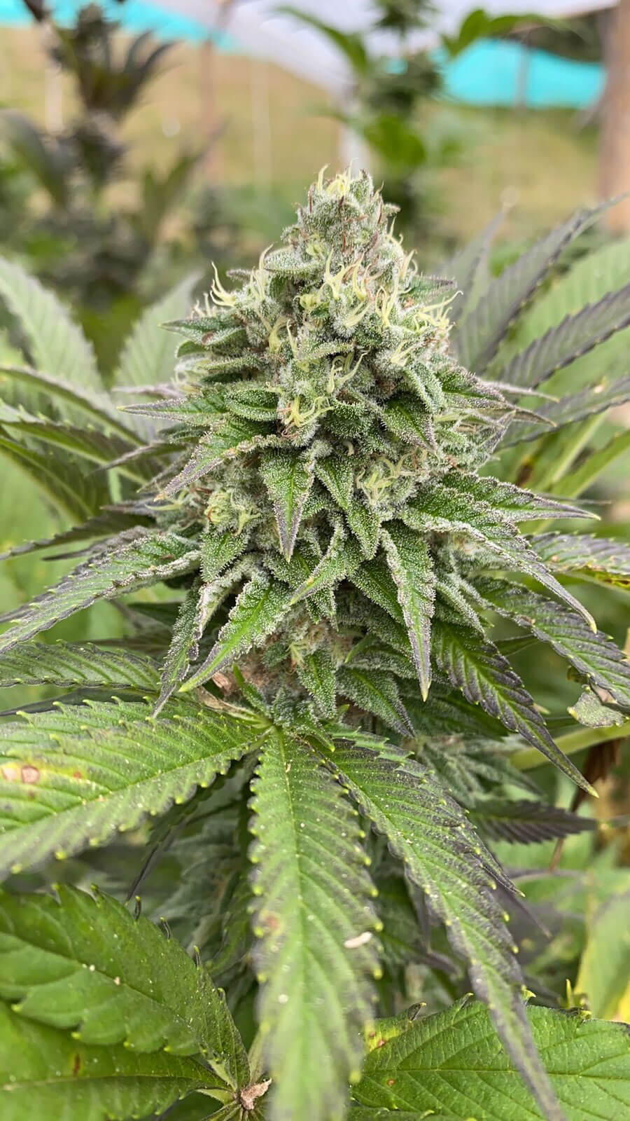 Dream Sherbet Auto