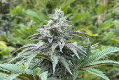 Zkit Kandy Dream Auto
