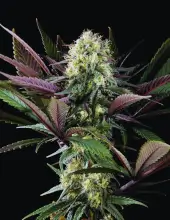 Apple Fritter Bioboost