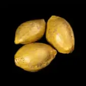 Apple Fritter Bioboost