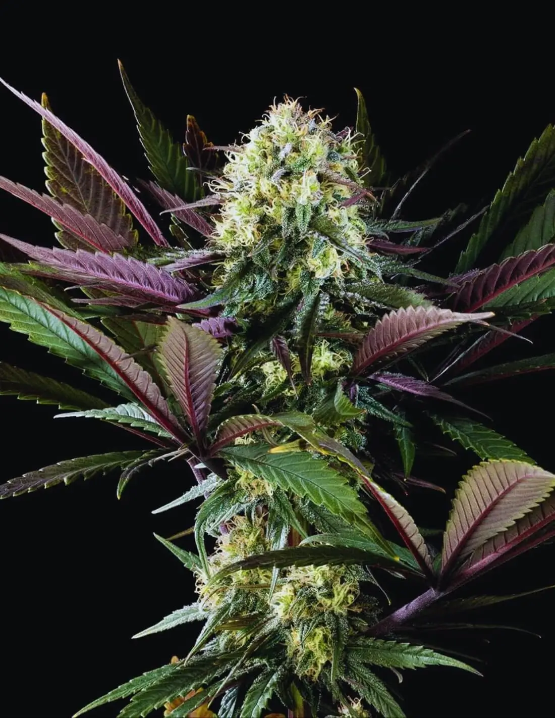 Apple Fritter Bioboost