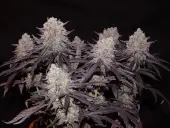 Aladdin Kush