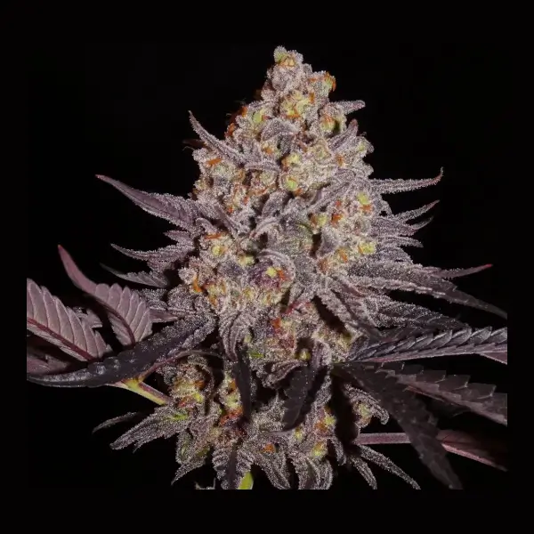 Aladdin Kush